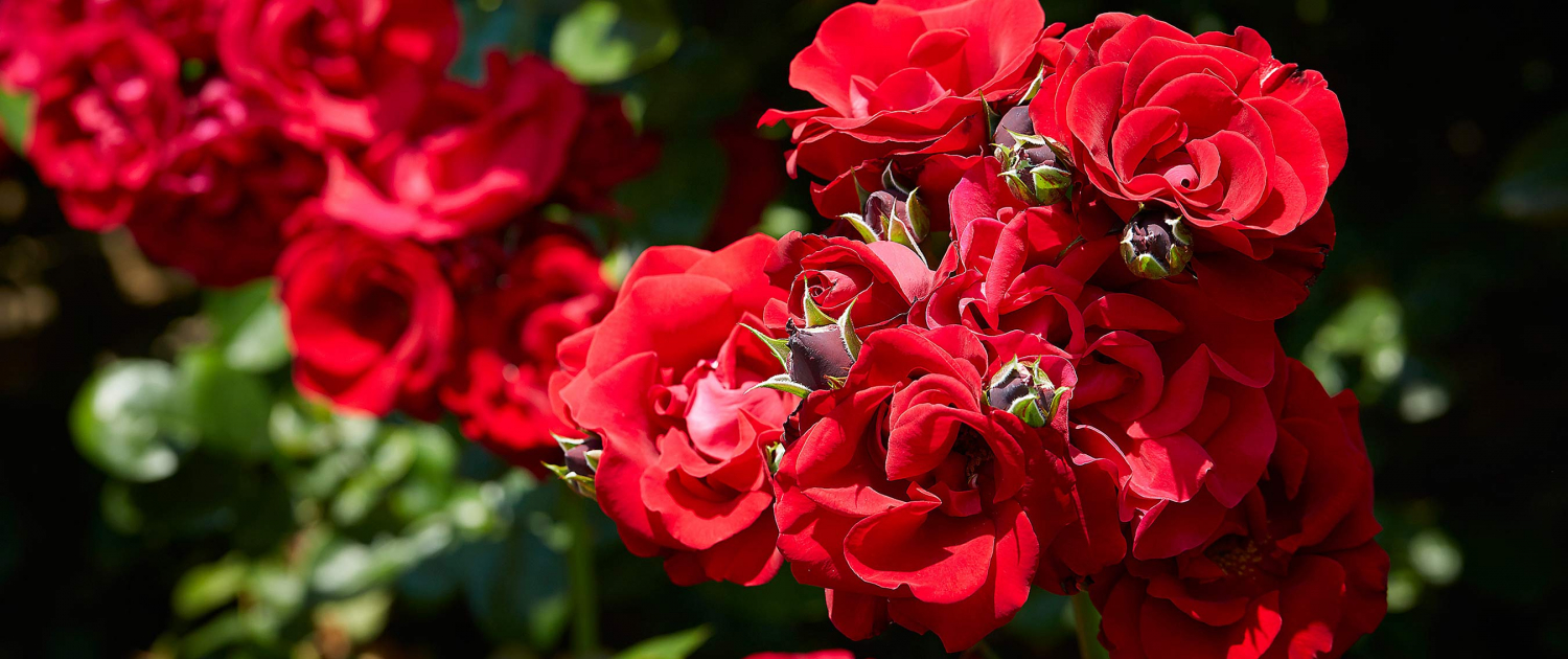 Die Kletterrose im Turnierhof ist eine der Hauptattraktionen der Rosenburg im Waldviertel