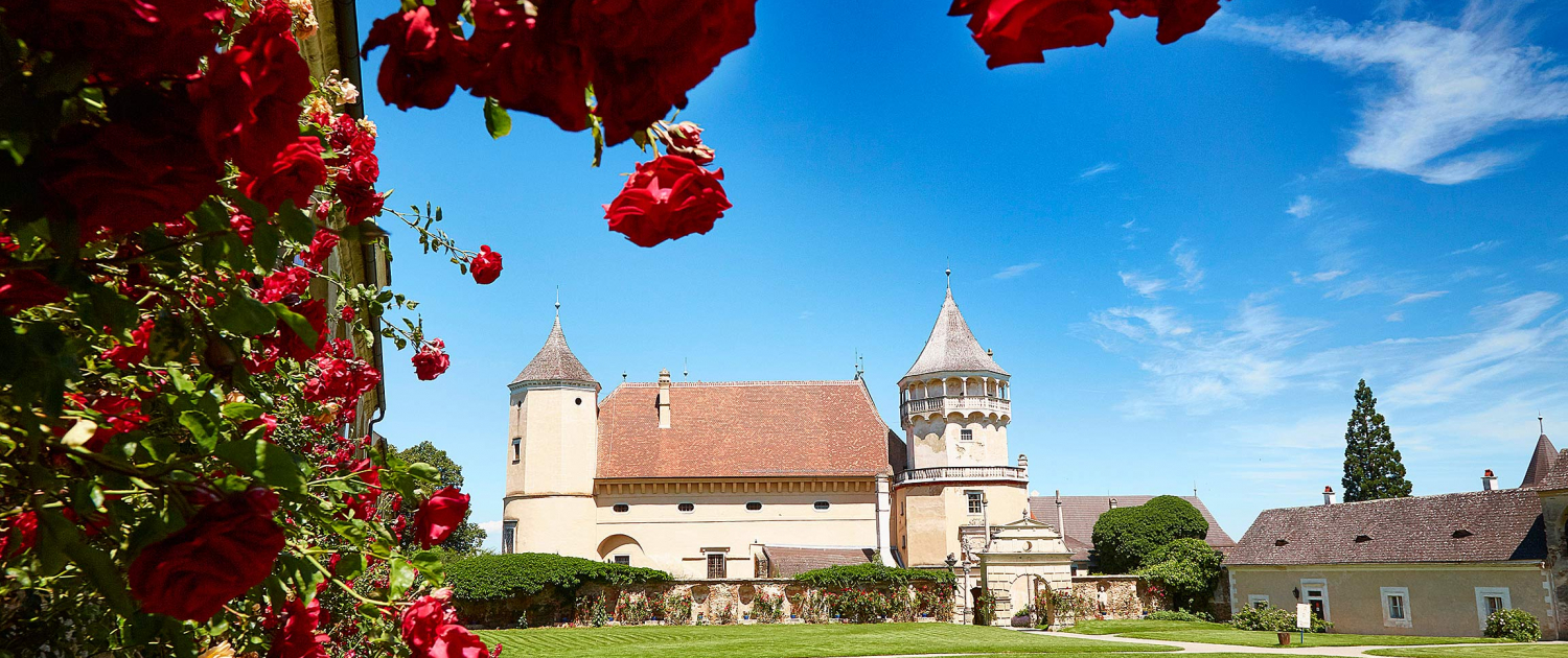 Rosenblüte auf der Rosenburg im Waldviertel mit blick im Turnierhof auf das Tor