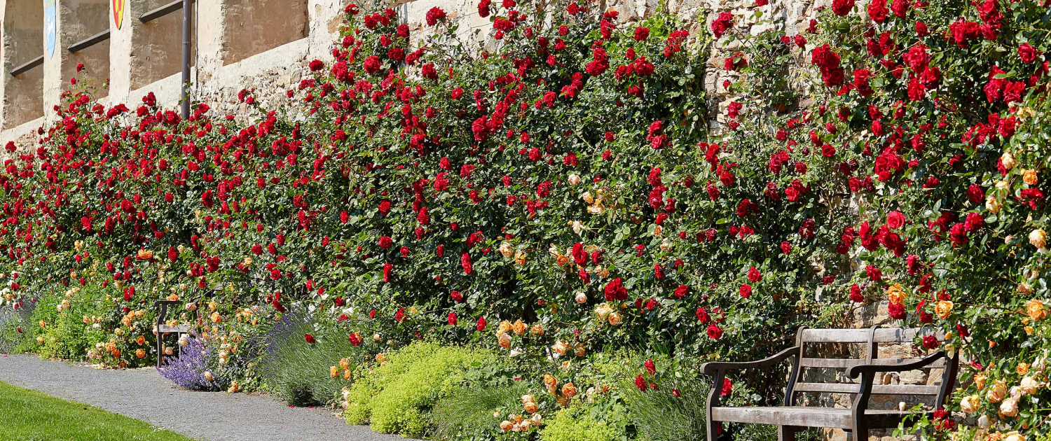 Die Rosenwand im Turnierhof auf Schloss Rosenburg